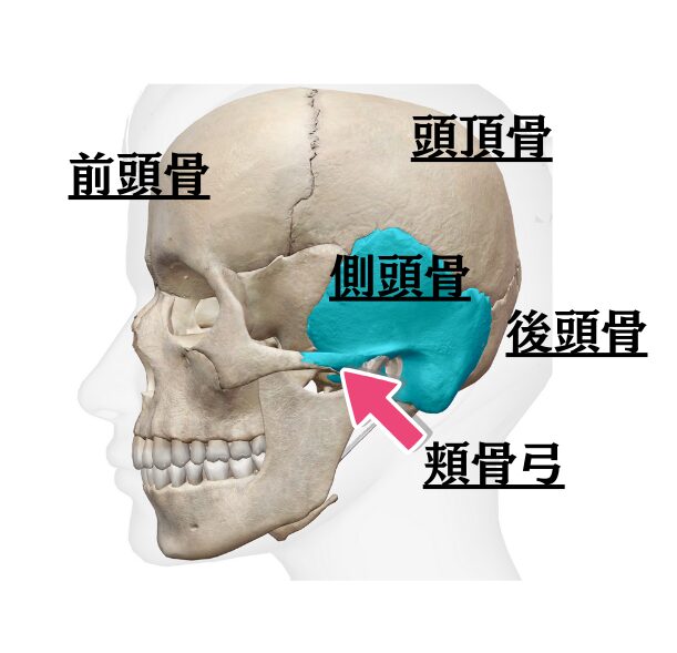 頭蓋骨